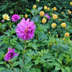 Flowerbed with yellow and purple dahlia