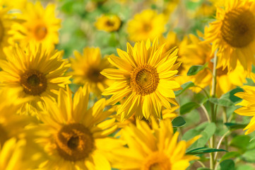 Sonnenblumen in voller Blüte, Helianthus, leuchtend gelbes Sonnenblumenfeld, Landwirtschaft, nachwachsende Rohstoffe