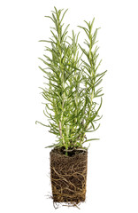 rnew rosemary plant with roots