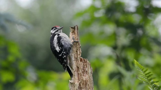 Buntspecht Jungvogel hackt auf einen alten Baumstamm ein 