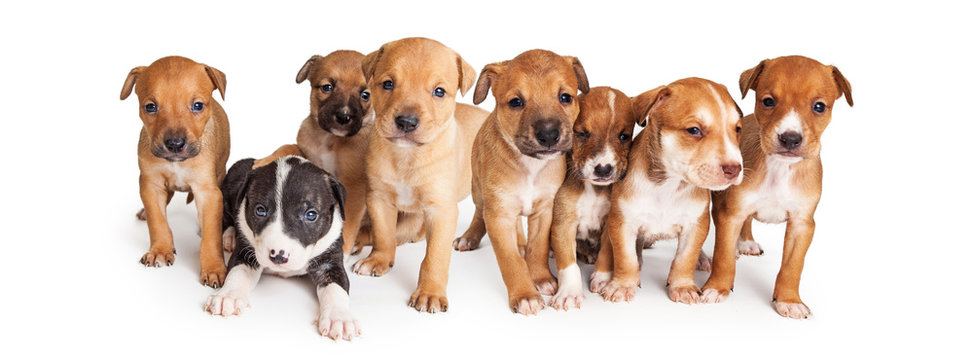 Puppies Facebook Cover Image