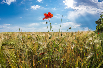 Getreidefeld mit Gerste (Hordeum vulgare) und einer Mohnblume des Klatschmohn (Papaver rhoeas) im Vordergrund © mirkograul