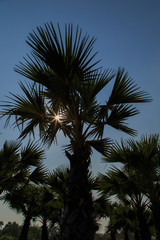 Fototapeta na wymiar Shining black palm tree silhouettes under clear sky 