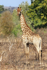 wild giraffe in Kruger National Park, South Africa.