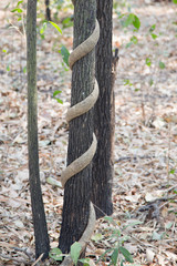 Vine around tree in Thailand forest