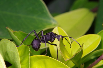 Small ant on green leaf and tree