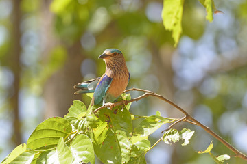 Obraz premium Indian Roller in a Tree