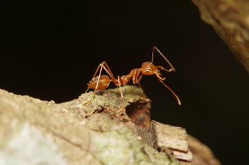 Small ant on green leaf and tree
