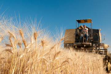 Closeup view of some ears of corn and a combine at work in the background