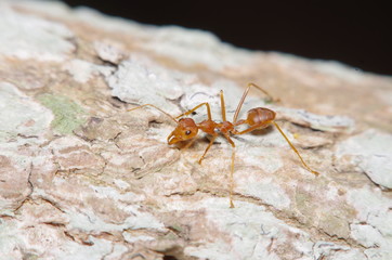 Small ant on green leaf and tree
