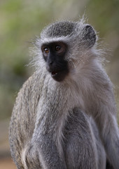 wild velvet monkey in Kruger National Park, South Africa.