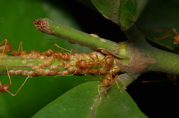 Small ant on green leaf and tree