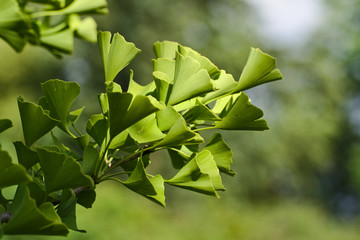 Ginkgo biloba Leaves