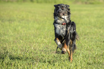 Happy Pup With Leash