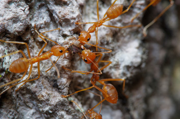 Small ant on green leaf and tree