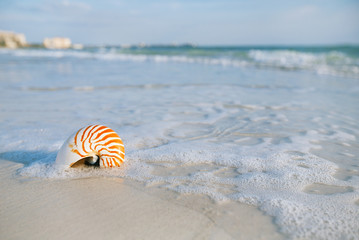 Fototapeta na wymiar nautilus shell with sea wave, Florida beach under the sun ligh