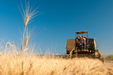 Closeup view of some ears of corn and a combine at work in the background