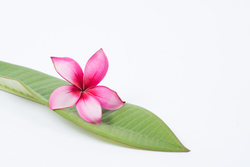 Plumeria red on a white background.