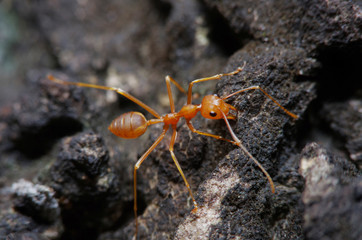 Small ant on green leaf and tree