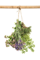 Fresh herbs Food ingredients thyme oregano marjoram