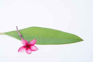 Plumeria red on a white background.