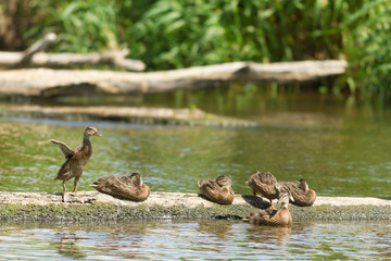birds