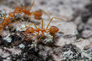 Small ant on green leaf and tree
