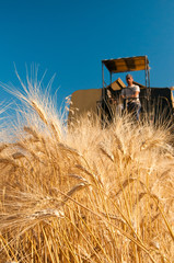 Closeup view of some ears of corn and a combine at work in the background