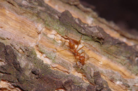 Small ant on green leaf and tree