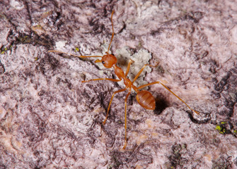 Small ant on green leaf and tree