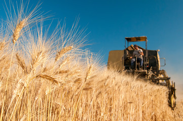 Closeup view of some ears of corn and a combine at work in the background