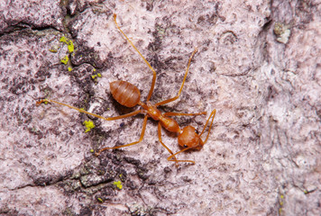 Small ant on green leaf and tree