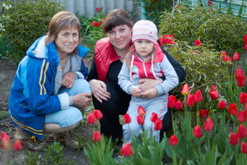 Three generations of of beautiful women portrait sitting together in a tulip field.Happy grandmother with her daughter and granddaughter spending time together/Happy family 