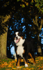 Bernese Mountain Dog standing in park with trees and leaves