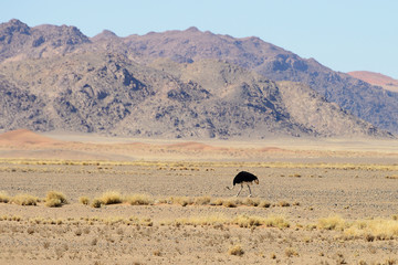 Ostrich, Sossusvlei, Namib, Namibia