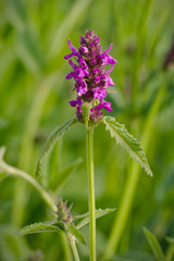 Stachys officinalis