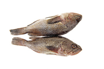 Fresh grouper in a white background