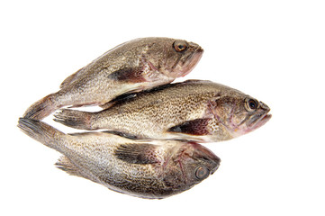 Fresh grouper in a white background