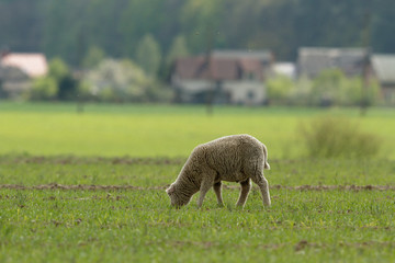 sheep