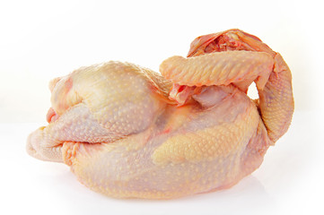 Chicken isolated on a white background