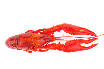 Lobster on a white background