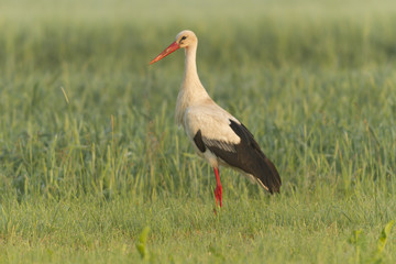Naklejka premium stork