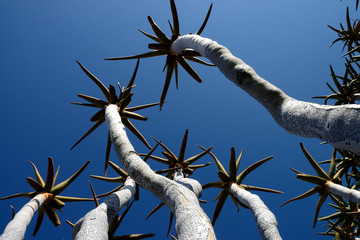 Quiver Trees, Keetmanshoop, Namibia