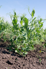 Peas (Pisum sativum)