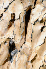 Tree Bark, Quiver Tree, Keetmanshoop, Namibia