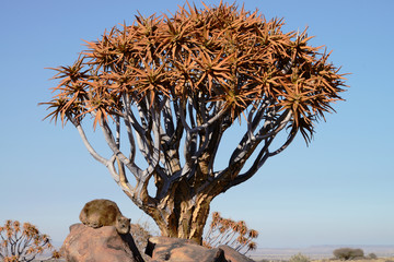 Rock hyrax, Quiver Tree Forest, Namibia