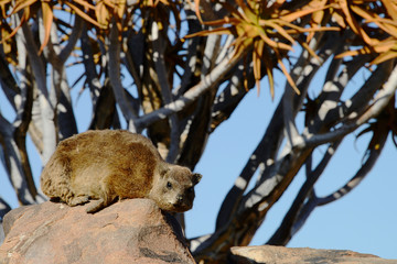 Rock hyrax, Quiver Tree Forest, Namibia