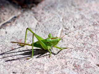 The Tettigonia viridissima (Tettigonia viridissima)