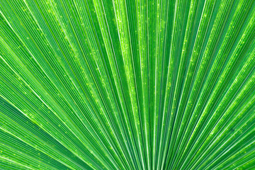 Fototapeta premium Palm Fan Pattern