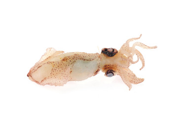 Squid isolated on a white background